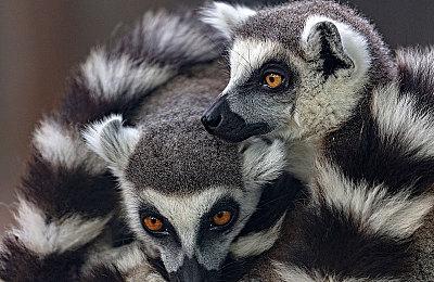 《塞尔达传说：王国之泪》成为2023年日本搜索次数最多的游戏